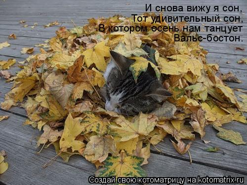 Котоматрица: И снова вижу я сон, Тот удивительный сон, В котором осень нам танцует Вальс-бостон.