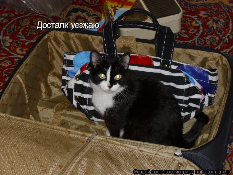 Котоматрица: Достали уезжаю  Достали уезжаю