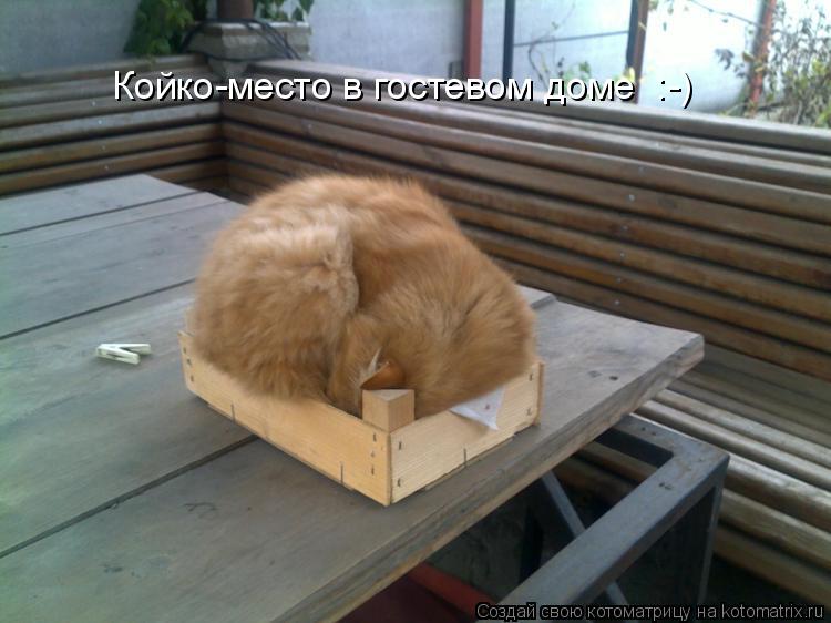 Котоматрица: Койко-место в гостевом доме  :-)