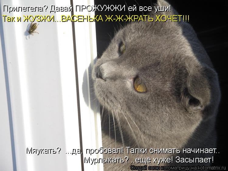 Котоматрица: Прилетела? Давай ПРОЖУЖЖИ ей все уши! Так и ЖУЗЖИ...ВАСЕНЬКА Ж-Ж-ЖРАТЬ ХОЧЕТ!!! Мяукать?  ...да, пробовал! Тапки снимать начинает.. Мурлыкать? ..ещ