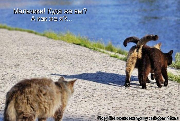 Котоматрица: Мальчики! Куда же вы?  А как же я?...