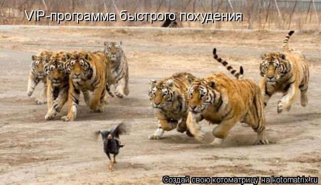 Котоматрица: VIP-программа быстрого похудения