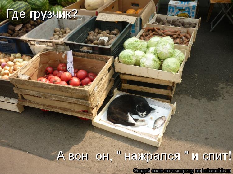 Котоматрица: Где грузчик? А вон  он, " нажрался " и спит!