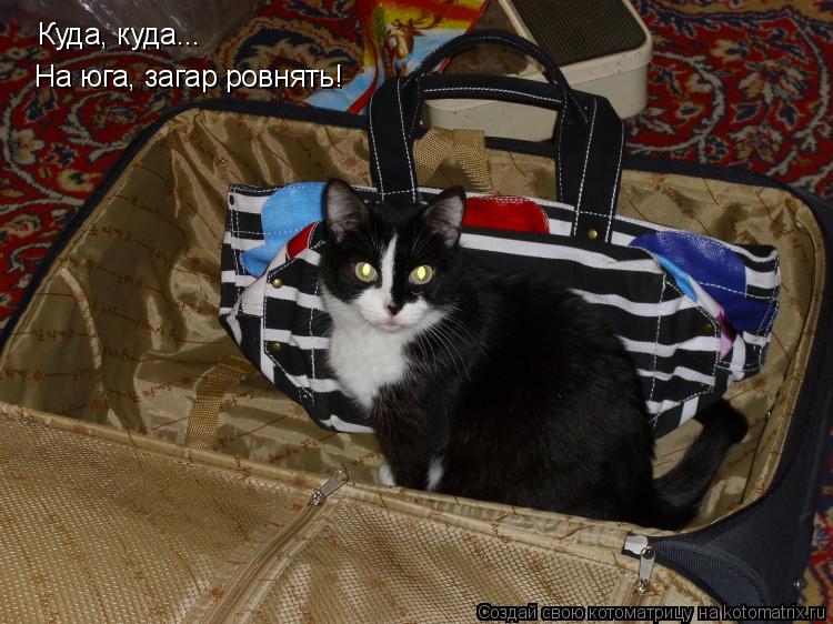 Котоматрица: Куда, куда... На юга! На юга, загар ровнять!