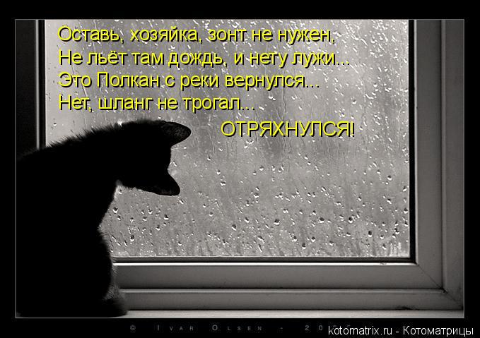 Котоматрица: Оставь, хозяйка, зонт не нужен, Не льёт там дождь, и нету лужи...  Это Полкан с реки вернулся... Нет, шланг не трогал...  ОТРЯХНУЛСЯ!
