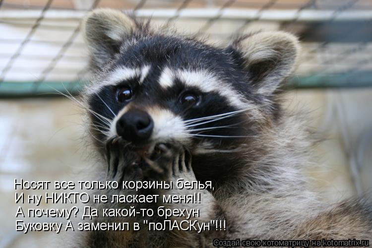 Носят все только корзины белья, И ну НИКТО не ласкает меня!! А почему? Да какой-то брехун Буковку А з... Котоматрица: Носят все только корзины белья, И ну НИКТО не ласкает меня!! А почему? Да какой-то брехун Буковку А заменил в "поЛАСКун"!!!