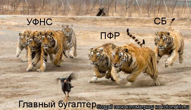 Котоматрица: Главный бугалтер УФНС ПФР СБ