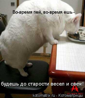 Котоматрица: Во-время пей, во-время ешь -  будешь до старости весел и свеж!