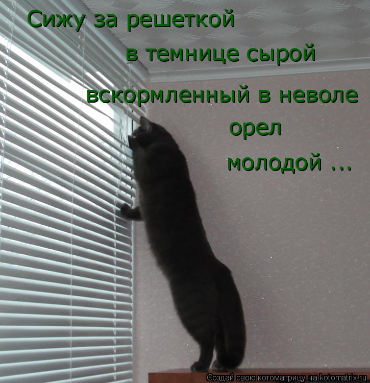 Котоматрица: Сижу за решеткой в темнице сырой вскормленный в неволе орел молодой ...