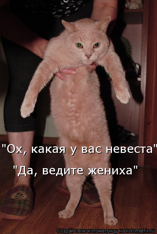 Котоматрица: "Ох, какая у вас невеста" "Да, ведите жениха"