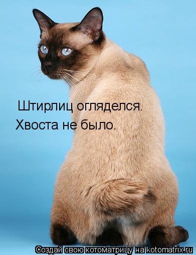 Котоматрица: Хвоста не было. Штирлиц огляделся.