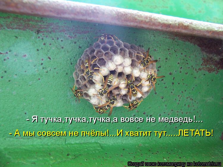 Котоматрица: - Я тучка,тучка,тучка,а вовсе не медведь!... - А мы совсем не пчёлы!...И хватит тут.....ЛЕТАТЬ!