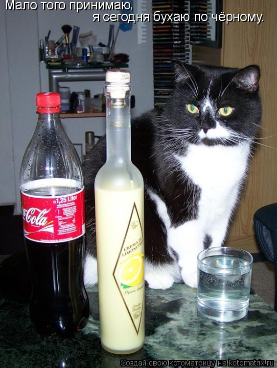 Котоматрица: Мало того принимаю  , я сегодня бухаю по чёрному.