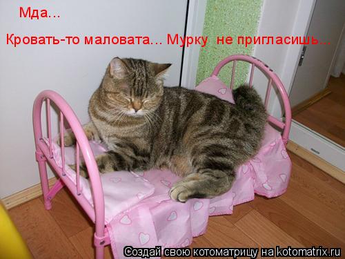 Котоматрица: Мда... Кровать-то маловата... Мурку  не пригласишь...