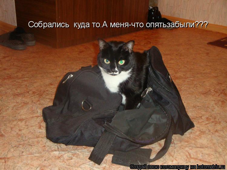Котоматрица: Собрались  куда то.А меня-что опятьзабыли???