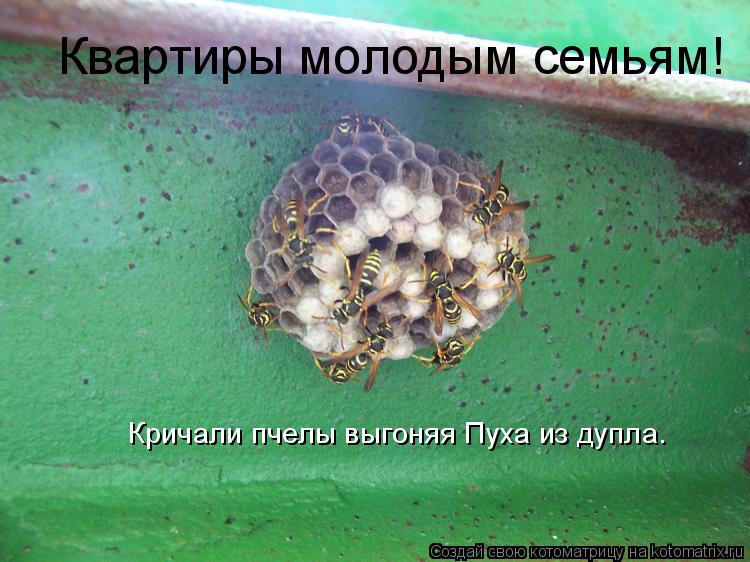 Котоматрица: Квартиры молодым семьям! Кричали пчелы выгоняя Пуха из дупла.