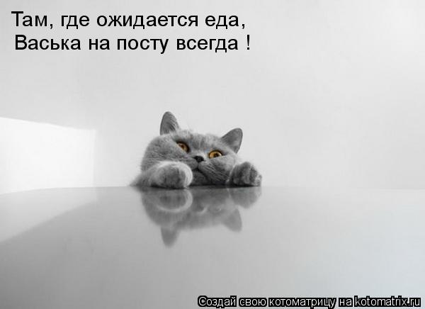 Котоматрица: Там, где ожидается еда, Васька на посту всегда !