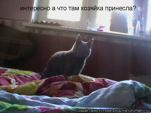 Котоматрица: интересно а что там хозяйка принесла?