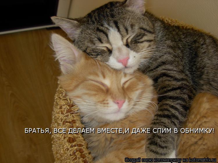Котоматрица: БРАТЬЯ, ВСЕ ДЕЛАЕМ ВМЕСТЕ,И ДАЖЕ СПИМ В ОБНИМКУ!