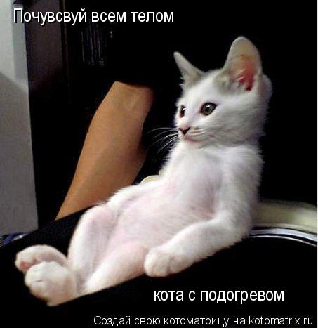 Котоматрица: Почувсвуй всем телом кота с подогревом