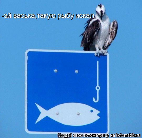 Котоматрица: -эй васька,такую рыбу искал