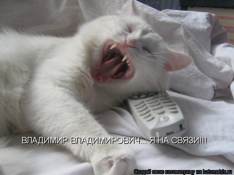 Котоматрица: ВЛАДИМИР ВЛАДИМИРОВИЧ... Я НА СВЯЗИ!!!