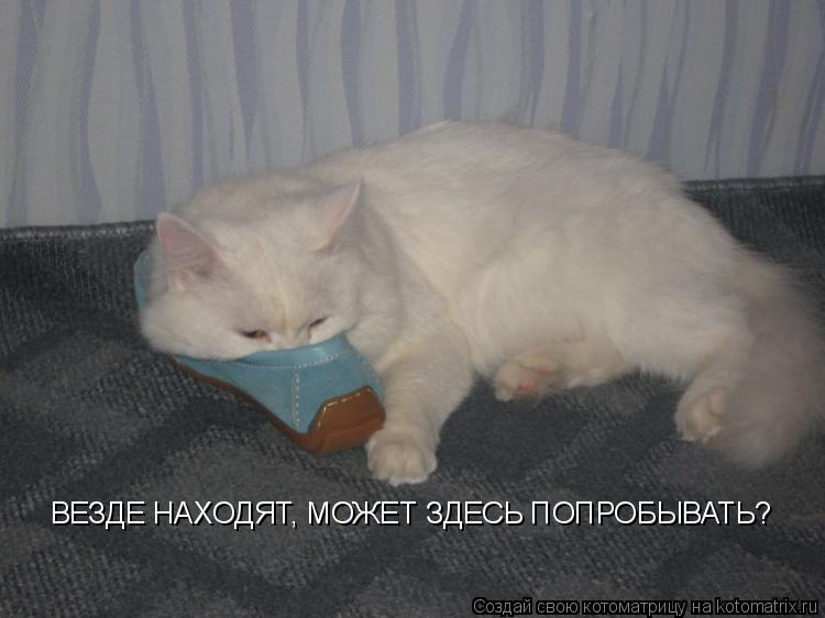 Котоматрица: ВЕЗДЕ НАХОДЯТ, МОЖЕТ ЗДЕСЬ ПОПРОБЫВАТЬ?