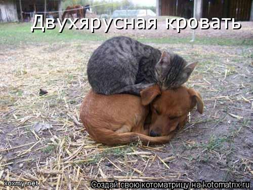 Котоматрица: Двухярусная кровать