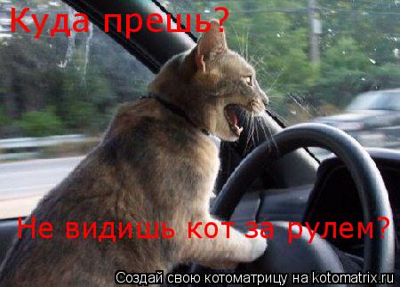 Котоматрица: Куда прешь? Не видишь кот за рулем?