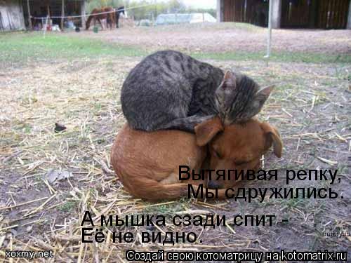 Котоматрица: Её не видно. А мышка сзади спит - Вытягивая репку, Мы сдружились.