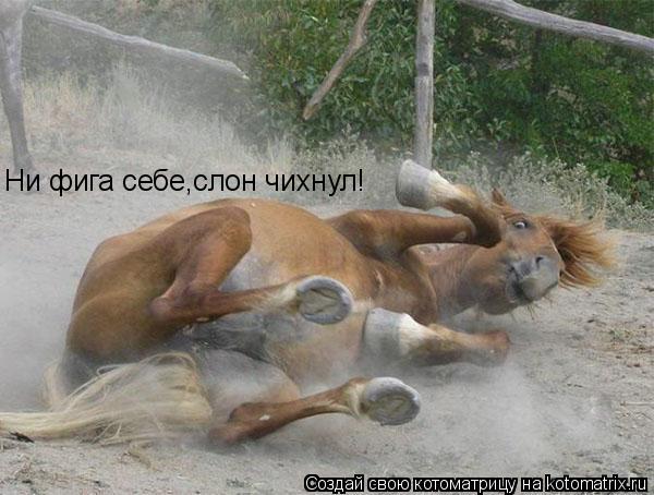 Котоматрица: Ни фига себе,слон чихнул!