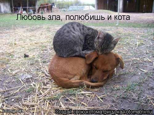 Котоматрица: Любовь зла, полюбишь и кота