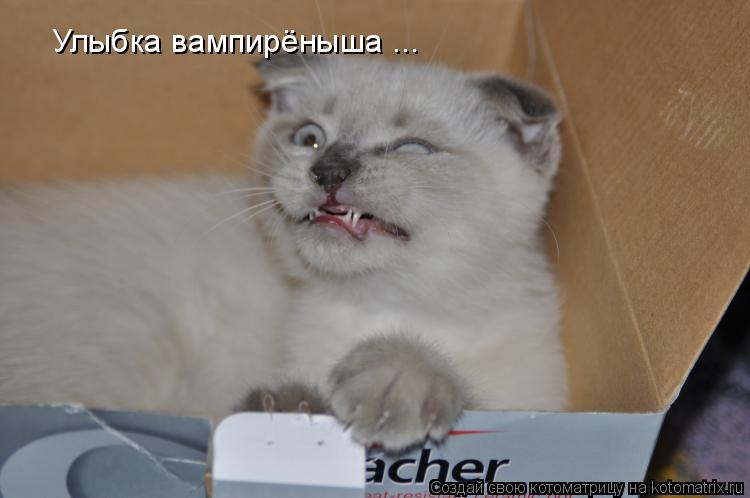 Котоматрица: Улыбка вампирёныша ...