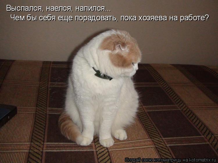 Котоматрица: Выспался, наелся, напился... Чем бы себя еще порадовать, пока хозяева на работе?