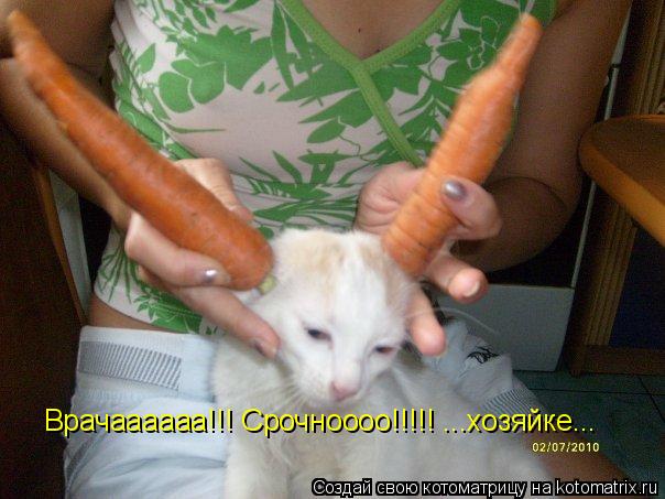 Котоматрица: Врачаааааа!!! Срочноооо!!!!! ...хозяйке...
