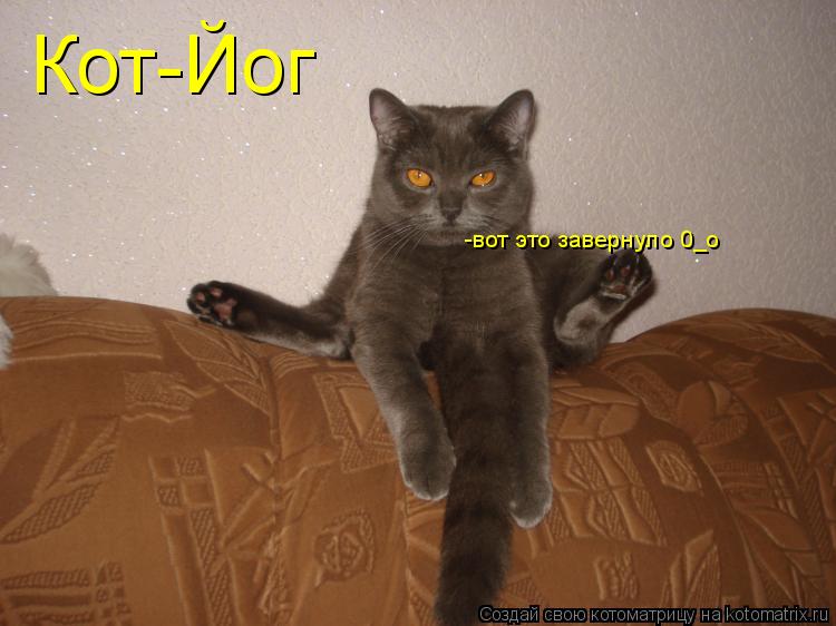 Котоматрица: Кот-Йог -вот это завернуло 0_о