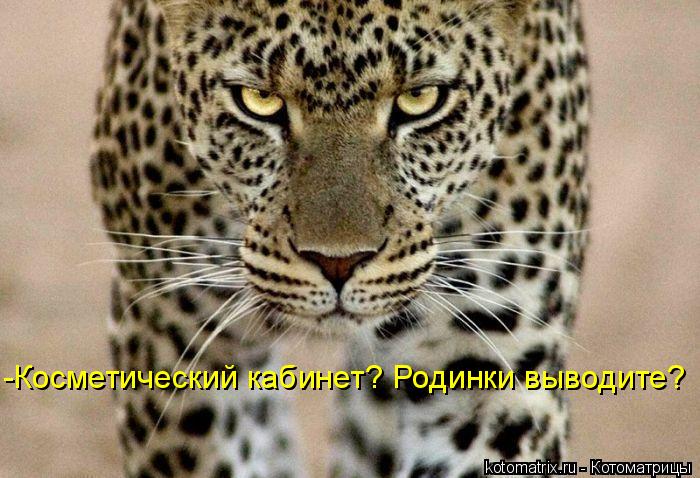 -Косметический кабинет? Родинки выводите?... Котоматрица: -Косметический кабинет? Родинки выводите?