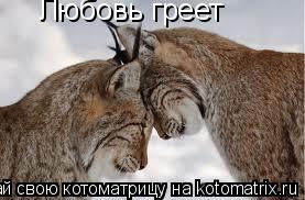 Котоматрица: Любовь греет