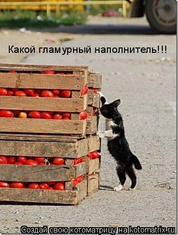 Котоматрица: Какой гламурный наполнитель!!!