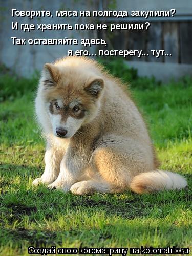 Котоматрица: Говорите, мяса на полгода закупили? И где хранить пока не решили? Так оставляйте здесь, я его... постерегу... тут...