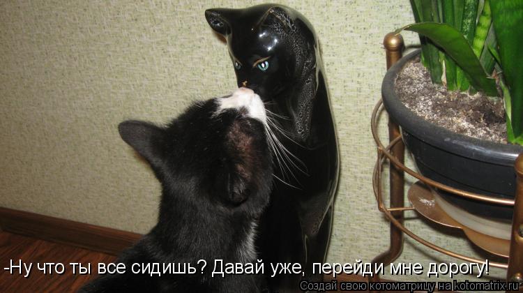 Котоматрица: -Ну что ты все сидишь? Давай уже, перейди мне дорогу!