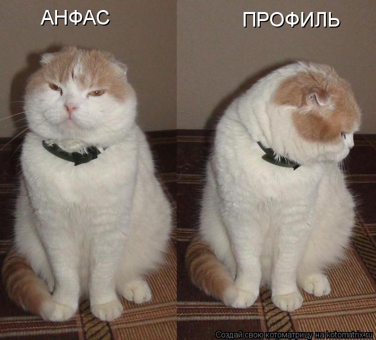 Котоматрица: АНФАС ПРОФИЛЬ