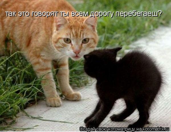 Котоматрица: так это говорят ты всем дорогу перебегаеш?
