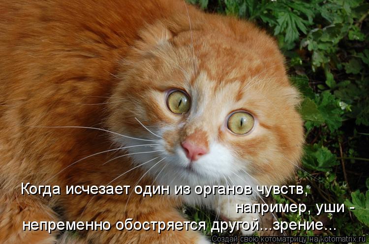 например, уши - непременно обостряется другой...зрение... Когда исчезает один из органов чувств,... Котоматрица: например, уши - непременно обостряется другой...зрение... Когда исчезает один из органов чувств,