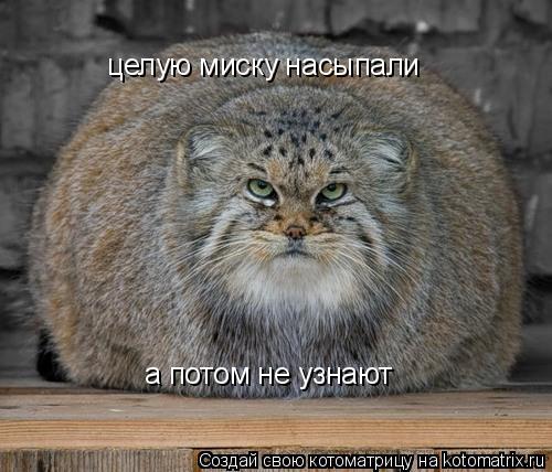Котоматрица: целую миску насыпали а потом не узнают
