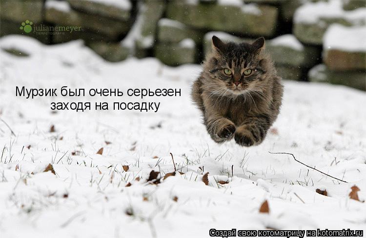 Котоматрица: Мурзик был очень серьезен заходя на посадку