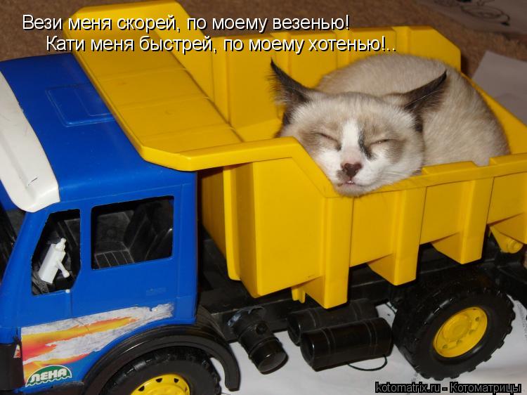 Котоматрица: Вези меня скорей, по моему везенью! Кати меня быстрей, по моему хотенью!..