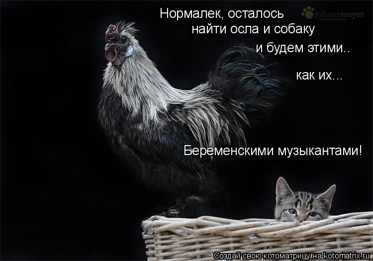 Котоматрица: Нормалек, осталось найти осла и собаку и будем этими.. как их... Беременскими музыкантами!