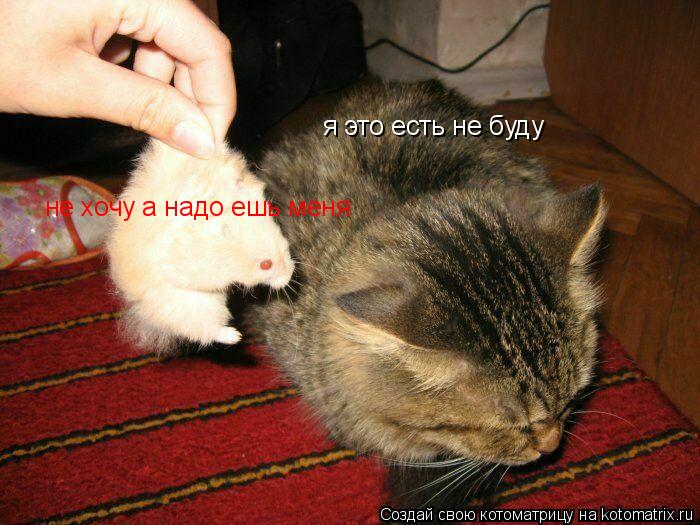Котоматрица: я это есть не буду не хочу а надо ешь меня