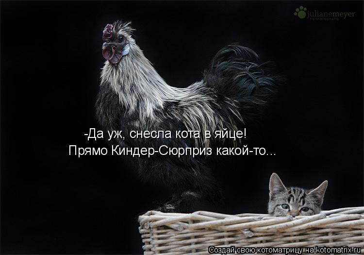 Котоматрица: -Да уж, снесла кота в яйце! Прямо Киндер-Сюрприз какой-то...